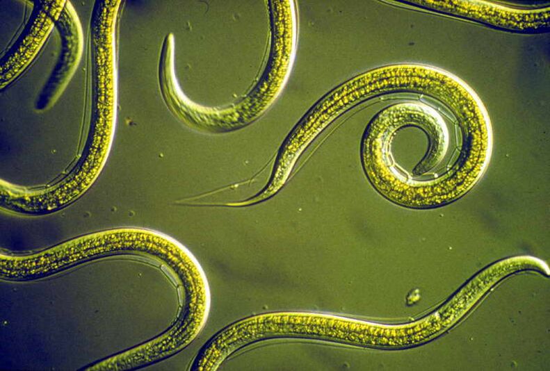 Nematodos
