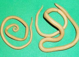 gusanos