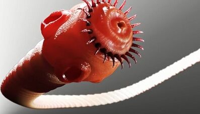 tipos de parásitos en el cuerpo humano