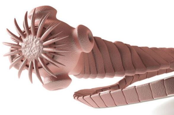 parásito del cuerpo humano