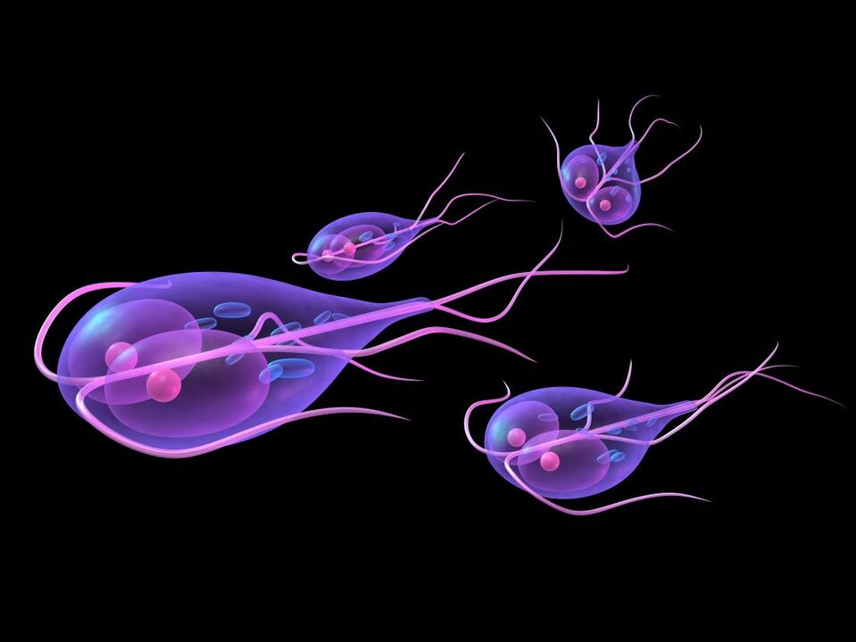 Giardia del cuerpo humano.