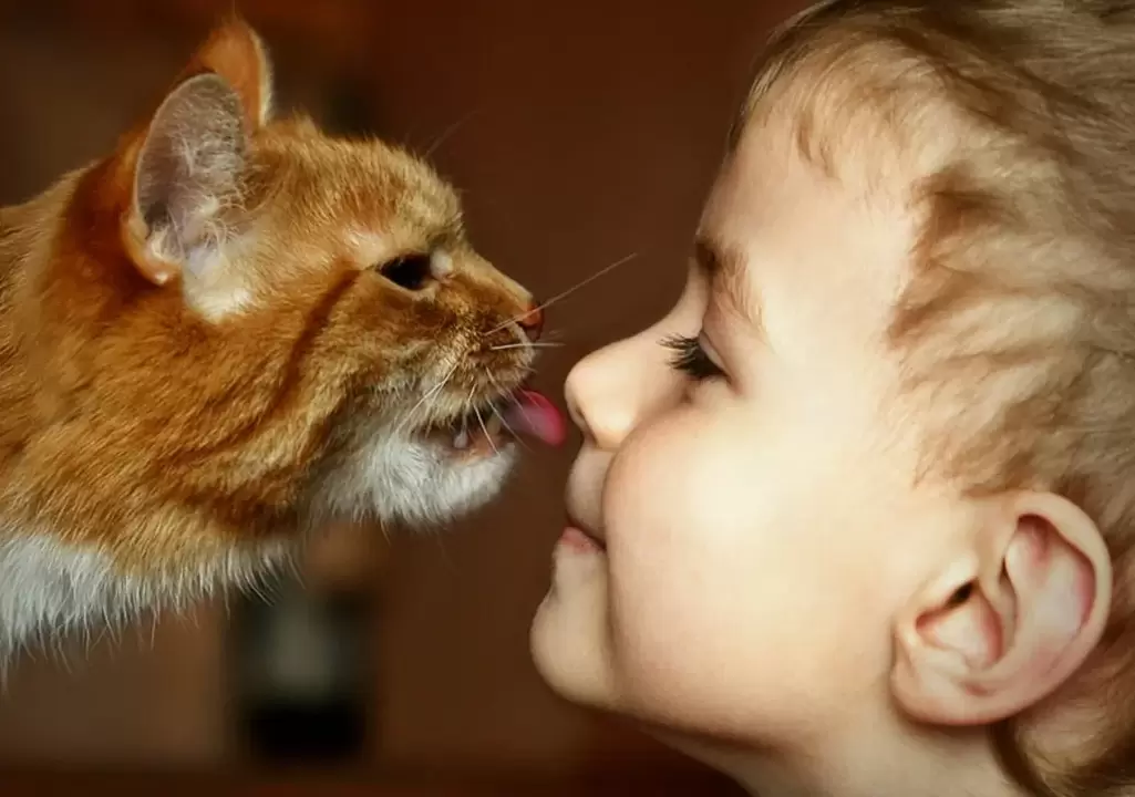 Un niño besa a un gato y se infecta de gusanos.