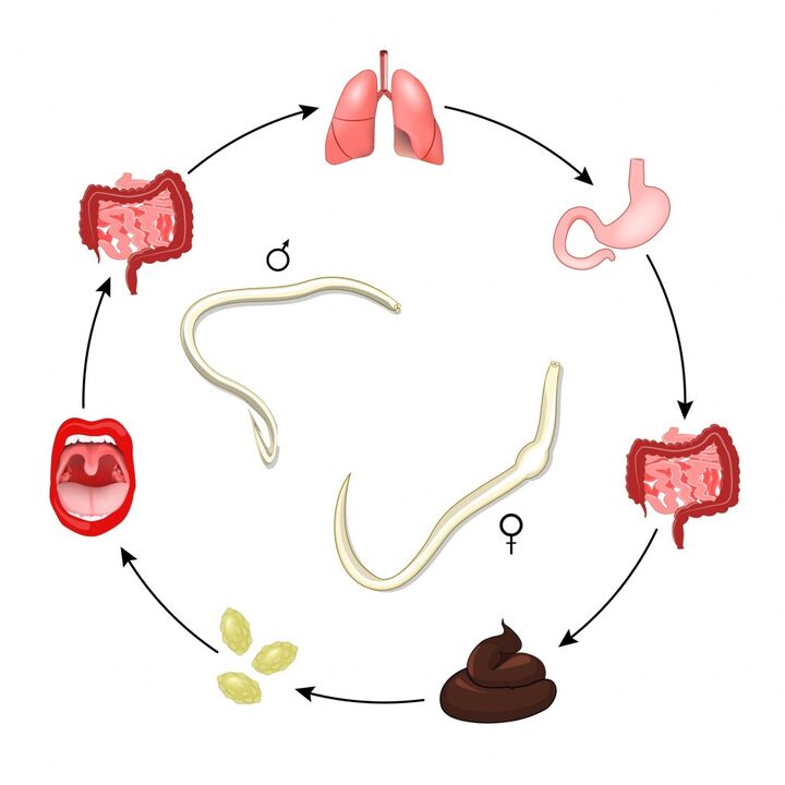 ciclo de vida de lombrices intestinales